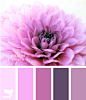 petaled purple