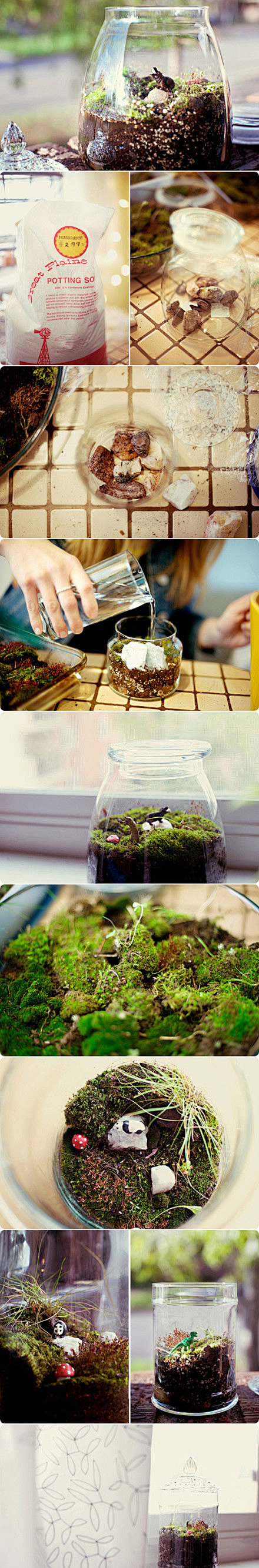 #手作DIY#【DIY 装饰性瓶中植物】...