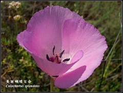 流年色玥落倾城采集到百花物语——百合花开