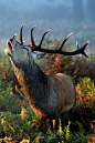 autumn call by Mark Bridger