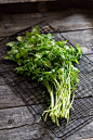 cilantro.: 