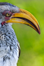 Yellow-billed Hornbill