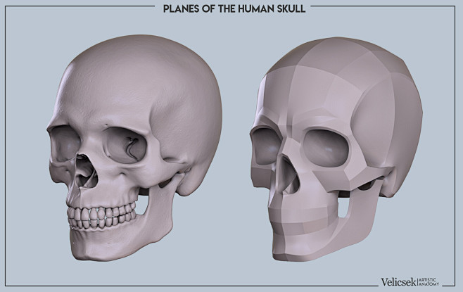 Planes of the skull 