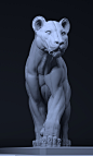 lion_study, Artur Gołębiowski : lion anatomy study