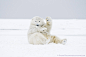 Steve Kazlowski ❘ LeftEyePro在 500px 上的照片Polar Bear Wave