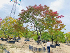 姐也在江湖采集到Z-特选树，造型树