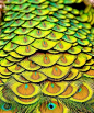 peacock feathers