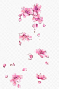 粉红色花瓣飘落的花朵更多可以加群 539251738
