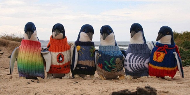 Aussie penguins 01