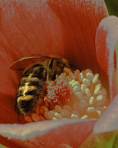 爱午睡采集到生物——昆虫