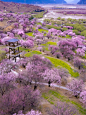 西藏林芝 桃花
花期：3月下旬—4月中旬