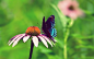 1920x1200 Wallpaper butterfly, flower, beautiful, flying, field
