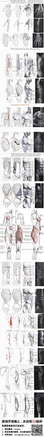 【游戏美术参考：学人体】男性身体上的肌肉块.....太多放不下，高清大图请移步http://t.cn/8ksDKDj