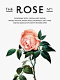 Rose 玫瑰