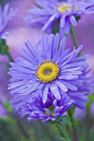 ✯ Amellus Aster Blue Court Daisy: 