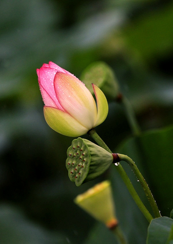 飘舞的叶，化蝶而落。花落，叶舞，奈之何？...