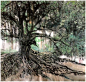 榕根架绿荫。

（漳浦佛昙轧内村）

The banyan roots under green shadows.