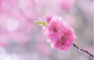静默而美好的樱花，犹如弹指的幸福，美到让人垂怜！