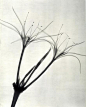 X光下透明的花卉～  Dr. Dain L. Tasker 是一位20世纪30年代的放射科医生，他出于兴趣拍摄了这些照片。（josephbellows.com）