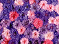 Earth - Flower  Wallpaper
