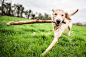 golden Labrador carrying stick, United Kingdom, Europe by robertharding on 500px