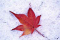 雪地上红色的落叶