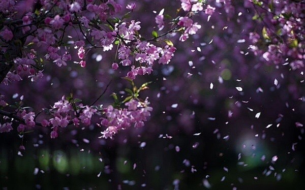 四月海棠花似雨。 ​​​​
