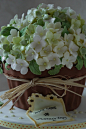 giant cupcake hydrangea blossom plant pot