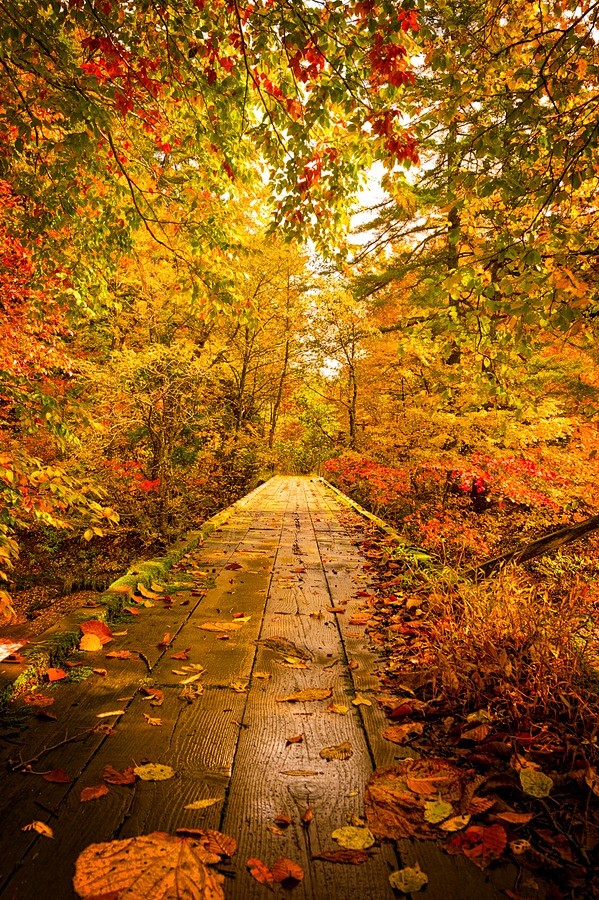 Warm Path - Autumn i...