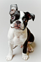 Boston Terrier Dog Puppy Print by Square Dog Photography