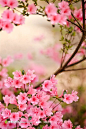 树枝上的粉红花朵特写唯美摄影高清图片