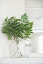 only ferns in a vase. i love them but i never really thought of this. love it.: