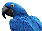 Panasonic 3D Blue Macaws on the Adweek Talent Gallery