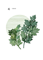 蒿子秆 可口青菜 手绘植物 美食插图插画设计PSD ti332a3503