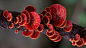 曾介绍过的澳大利亚摄影师 Steve Axford 现在有了更多美妙的菌类摄影作品～（O尖峰视界）