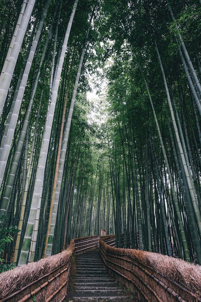 385)Bamboo forest