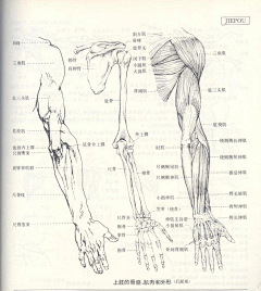 鱼兮子采集到艺用人体