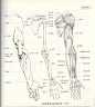 人体造型基础——人体局部解剖 - 水木白艺术坊 - 贵阳画室 高考美术培训