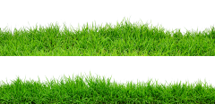 两秒视觉采集到绿色植物叶子草PNG@两秒视觉