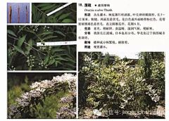 encourse、采集到A景观—参考/植物常识