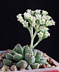 Crassula Ausensis Titanopsis