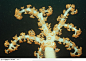 艳丽的珊瑚-黄色的星形珊瑚虫