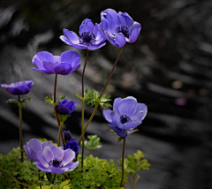 sharon青葙采集到银莲花 海葵花anemones