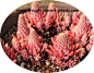Orostachys - rare and unusual hardy succulents - the lovely color of this one seems to be characteristic of the fall color...spectacular and special...