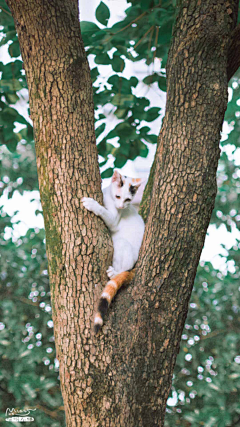 1624Km采集到猫猫喵喵喵