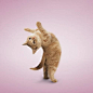 人人网 - 浏览相册 - 练瑜伽的猫