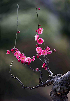 春暖＞＜花开采集到1