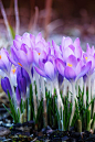 Spring crocus