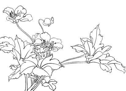工笔白描——花卉