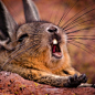 啊~困死了！不想上班！
This Precious Animal Is A Viscacha | Cutest Paw